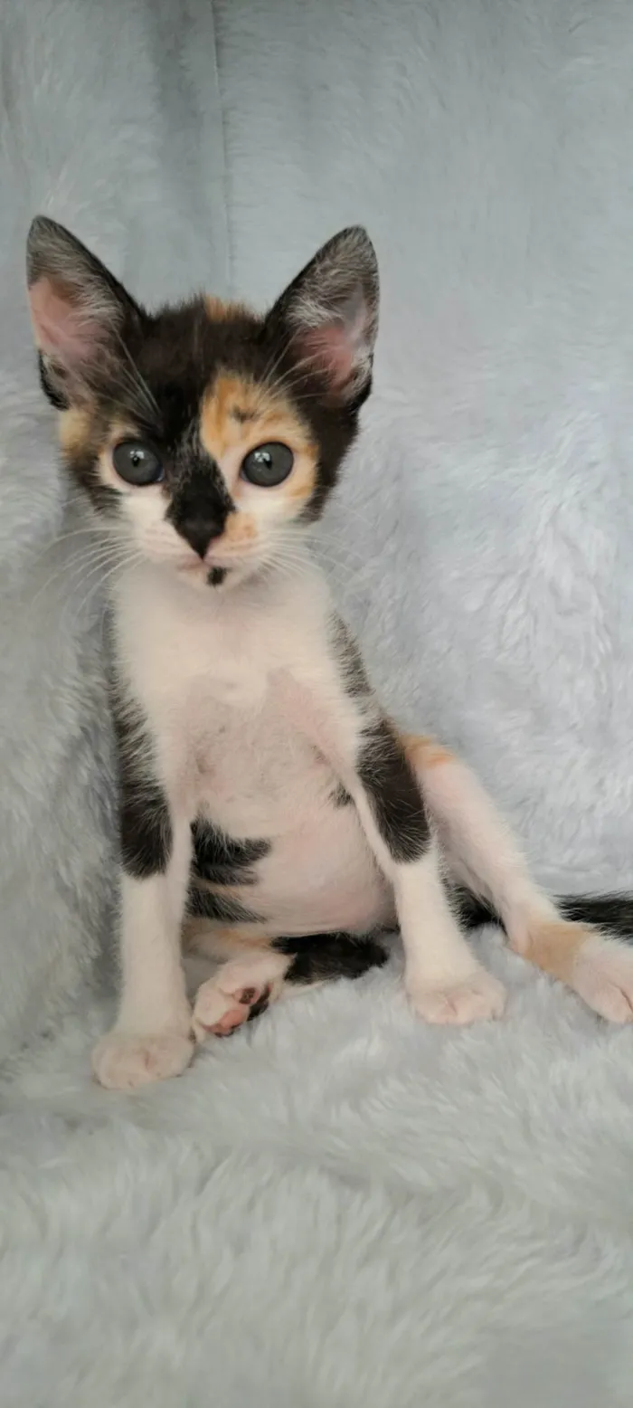 Gato raça SRD-ViraLata idade Abaixo de 2 meses nome Zama