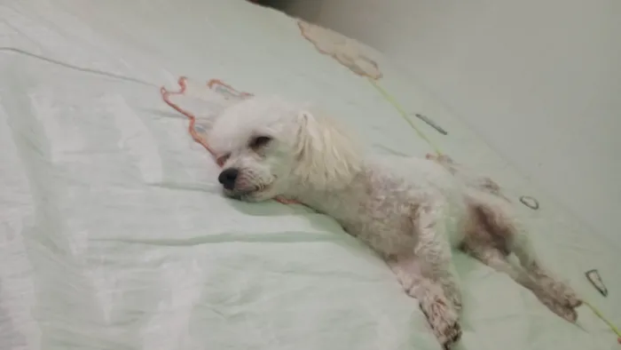 Cachorro ra a Poodle idade 4 anos nome Bob