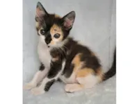 Gato raça SRD-ViraLata idade Abaixo de 2 meses nome Zama