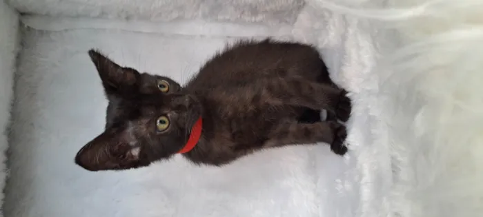 Gato raça SRD-ViraLata idade Abaixo de 2 meses nome Ozzy
