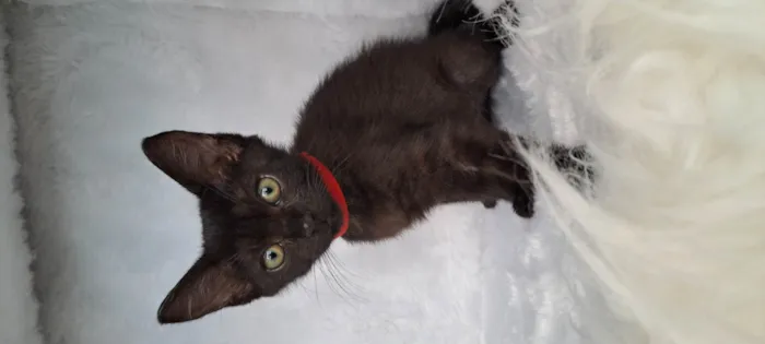 Gato raça SRD-ViraLata idade Abaixo de 2 meses nome Ozzy