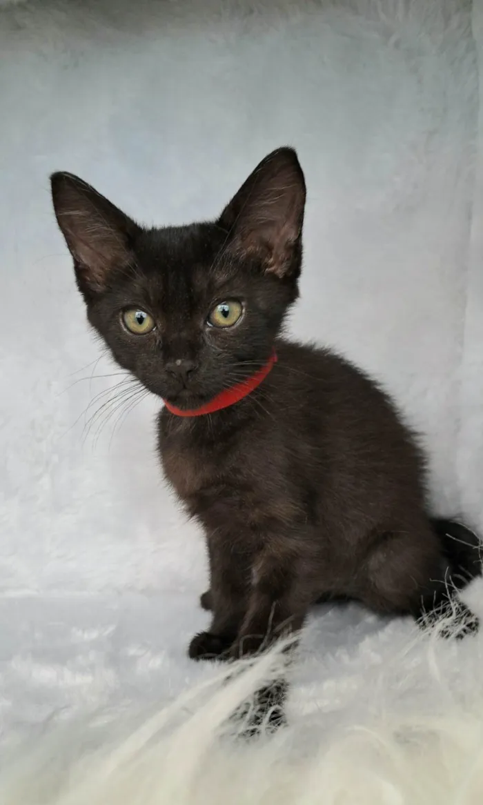 Gato raça SRD-ViraLata idade Abaixo de 2 meses nome Ozzy