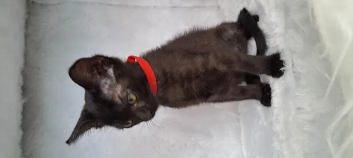 Gato raça SRD-ViraLata idade Abaixo de 2 meses nome Ozzy