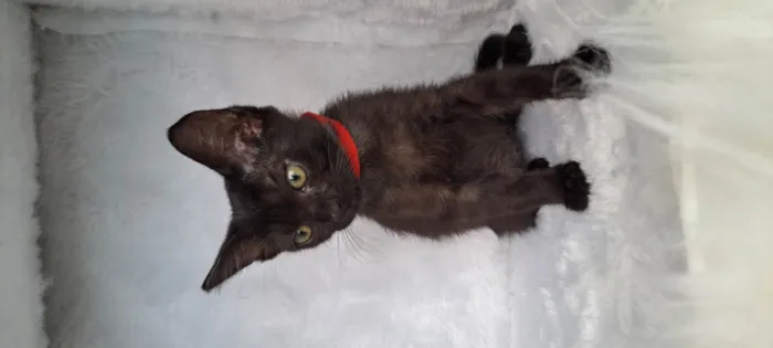 Gato raça SRD-ViraLata idade Abaixo de 2 meses nome Ozzy