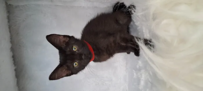 Gato raça SRD-ViraLata idade Abaixo de 2 meses nome Ozzy