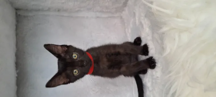 Gato raça SRD-ViraLata idade Abaixo de 2 meses nome Ozzy