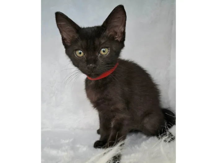 Gato raça SRD-ViraLata idade Abaixo de 2 meses nome Ozzy