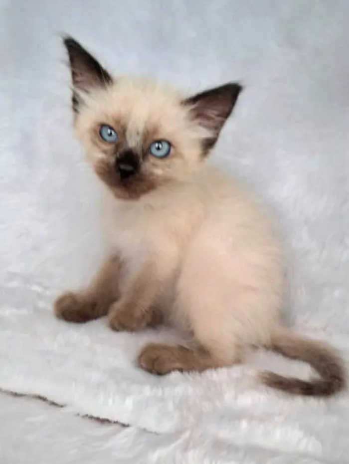 Gato ra a SRD-ViraLata idade Abaixo de 2 meses nome Jov