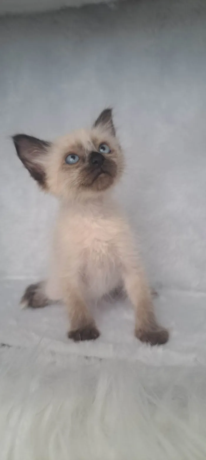 Gato ra a SRD-ViraLata idade Abaixo de 2 meses nome Jov