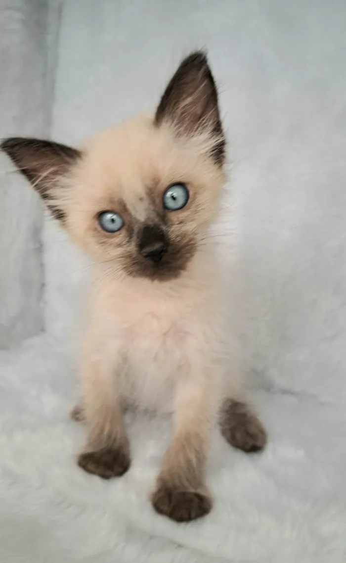 Gato ra a SRD-ViraLata idade Abaixo de 2 meses nome Jov