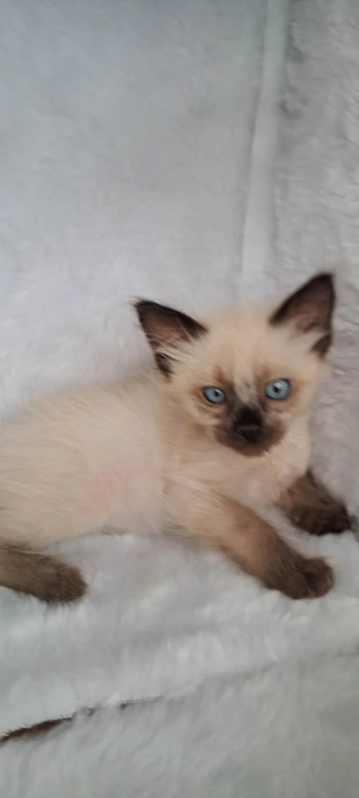 Gato ra a SRD-ViraLata idade Abaixo de 2 meses nome Jov