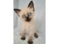 Gato ra a SRD-ViraLata idade Abaixo de 2 meses nome Jov