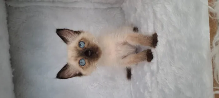 Gato ra a SRD-ViraLata idade Abaixo de 2 meses nome B.Jov