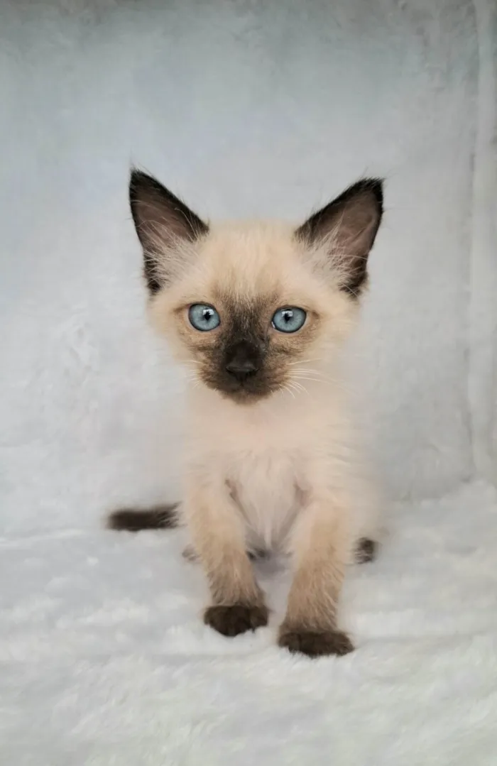 Gato ra a SRD-ViraLata idade Abaixo de 2 meses nome B.Jov