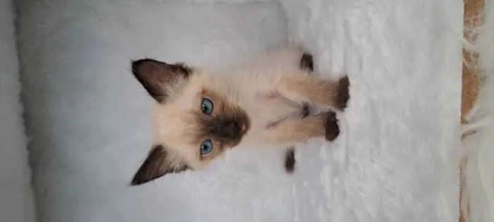 Gato ra a SRD-ViraLata idade Abaixo de 2 meses nome B.Jov