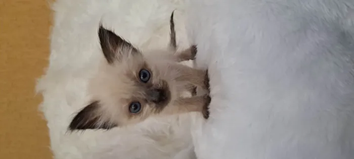 Gato ra a SRD-ViraLata idade Abaixo de 2 meses nome B.Jov