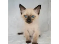 Gato ra a SRD-ViraLata idade Abaixo de 2 meses nome B.Jov