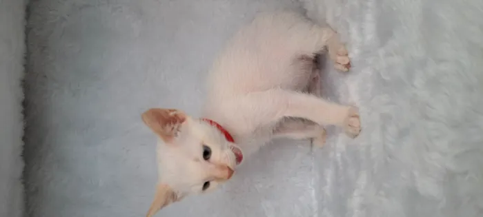 Gato ra a SRD-ViraLata idade Abaixo de 2 meses nome Beto