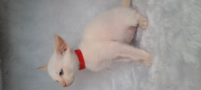 Gato ra a SRD-ViraLata idade Abaixo de 2 meses nome Beto