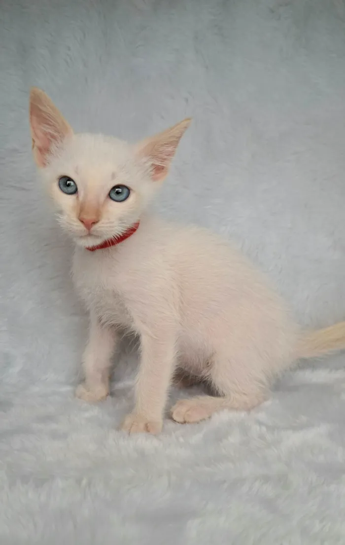 Gato ra a SRD-ViraLata idade Abaixo de 2 meses nome Beto