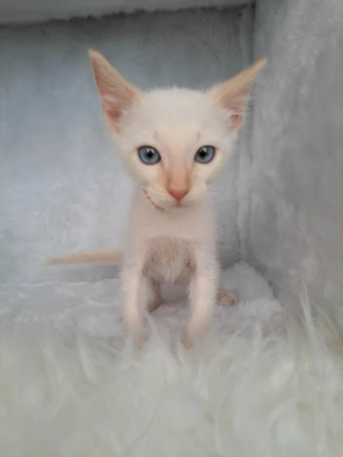 Gato ra a SRD-ViraLata idade Abaixo de 2 meses nome Beto