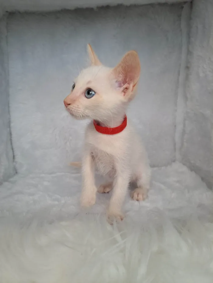 Gato ra a SRD-ViraLata idade Abaixo de 2 meses nome Beto