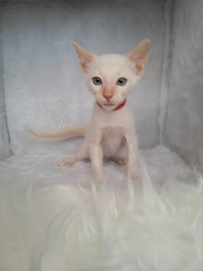 Gato ra a SRD-ViraLata idade Abaixo de 2 meses nome Beto