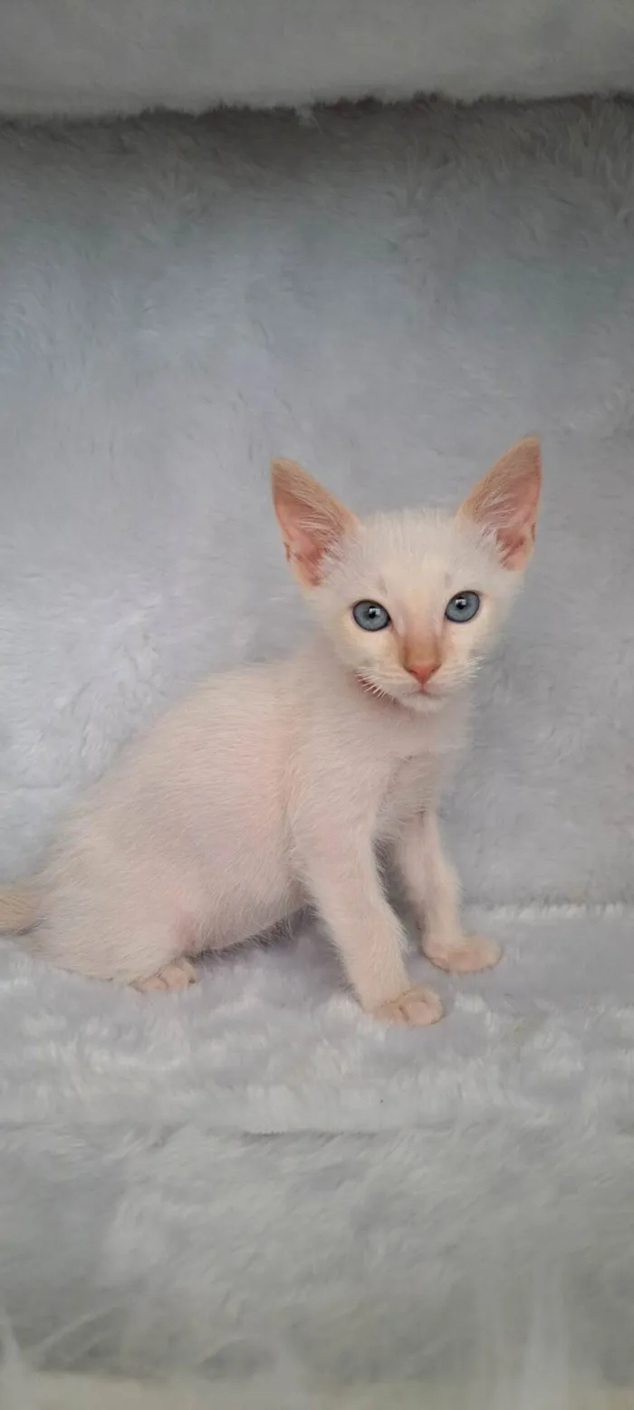 Gato ra a SRD-ViraLata idade Abaixo de 2 meses nome Beto