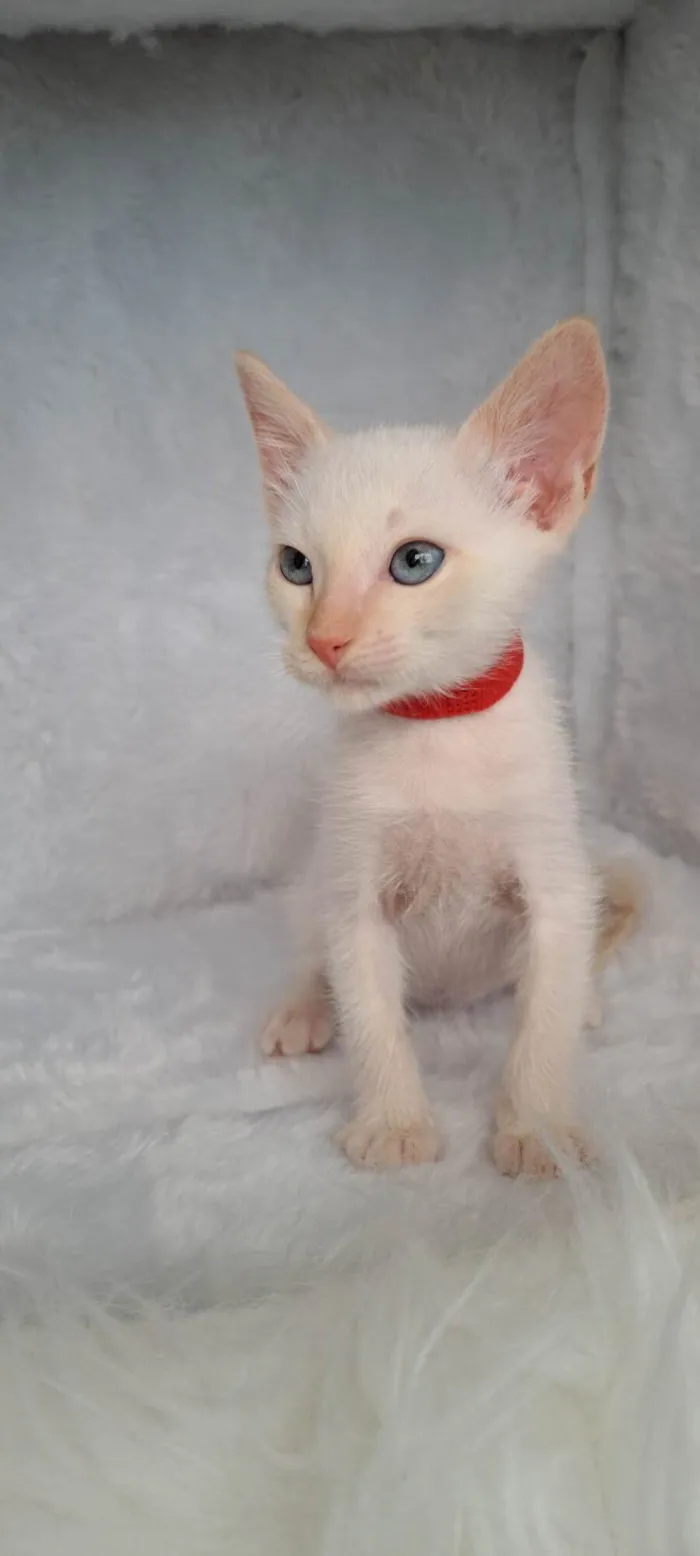 Gato ra a SRD-ViraLata idade Abaixo de 2 meses nome Beto