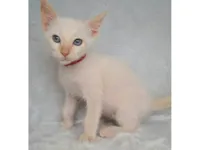 Gato raça SRD-ViraLata idade Abaixo de 2 meses nome Beto