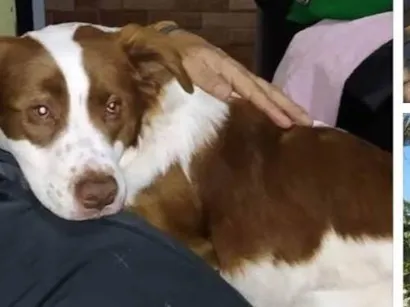 Cachorro raça SRD-ViraLata idade 4 anos nome Xoia