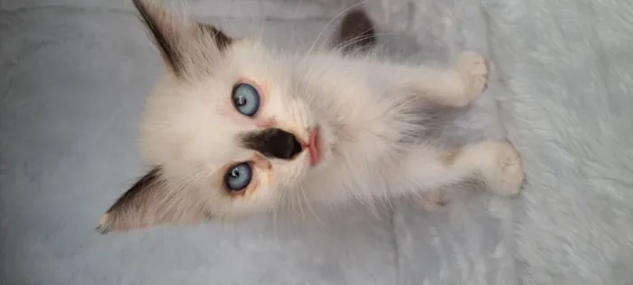 Gato ra a SRD-ViraLata idade Abaixo de 2 meses nome Miah