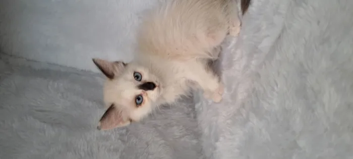 Gato ra a SRD-ViraLata idade Abaixo de 2 meses nome Miah