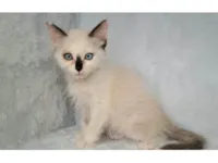 Gato ra a SRD-ViraLata idade Abaixo de 2 meses nome Miah