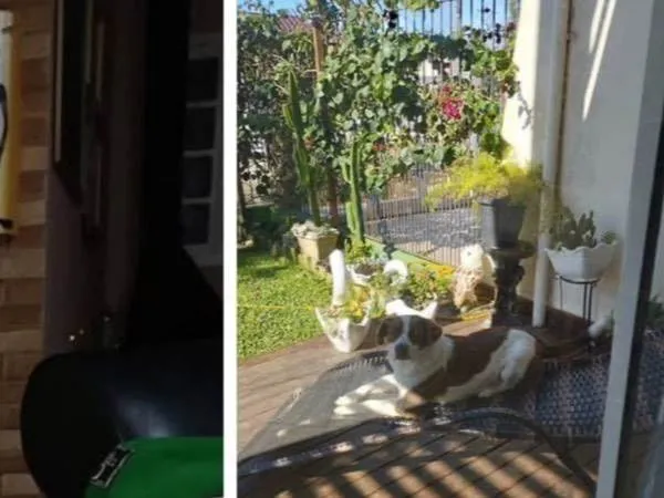 Cachorro ra a SRD-ViraLata idade 4 anos nome Xoia