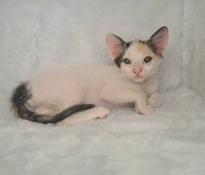 Gato ra a SRD-ViraLata idade Abaixo de 2 meses nome Cherry