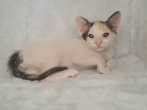 Gato raça SRD-ViraLata idade Abaixo de 2 meses nome Cherry