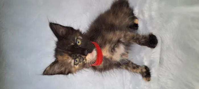 Gato ra a SRD-ViraLata idade Abaixo de 2 meses nome Zara