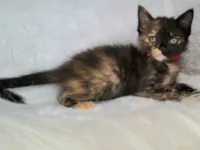 Gato ra a SRD-ViraLata idade Abaixo de 2 meses nome Zara