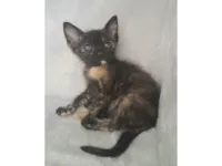 Gato raça SRD-ViraLata idade Abaixo de 2 meses nome Elma