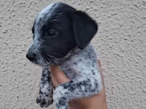 Cachorro raça SRD-ViraLata idade Abaixo de 2 meses nome CAROLINA DONADE PASSOS SOARES