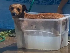 Cachorro raça Basset-Cofap idade 2 anos nome Salsicha 