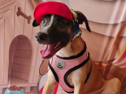 Cachorro raça SRD-ViraLata idade 2 a 6 meses nome Lua- Vacinada 