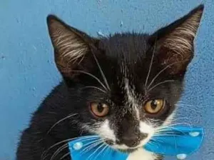 Gato ra a SRD-ViraLata idade 2 a 6 meses nome Amor