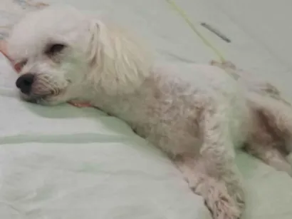 Cachorro raça Poodle idade 4 anos nome Bob