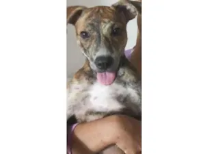 Cachorro raça SRD-ViraLata idade 2 a 6 meses nome Hienna