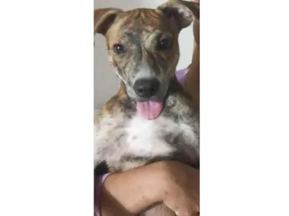 Cachorro raça SRD-ViraLata idade 2 a 6 meses nome Hienna