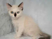 Gato raça SRD-ViraLata idade Abaixo de 2 meses nome Miah