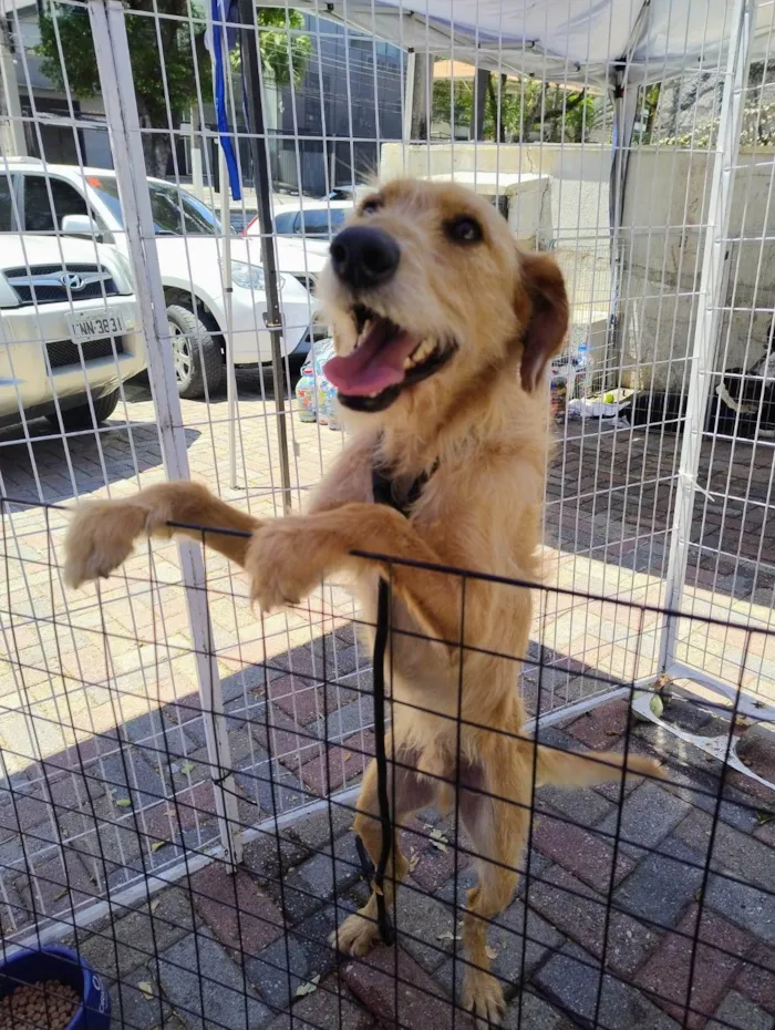 Cachorro ra a SRD-ViraLata idade 2 anos nome Magnus
