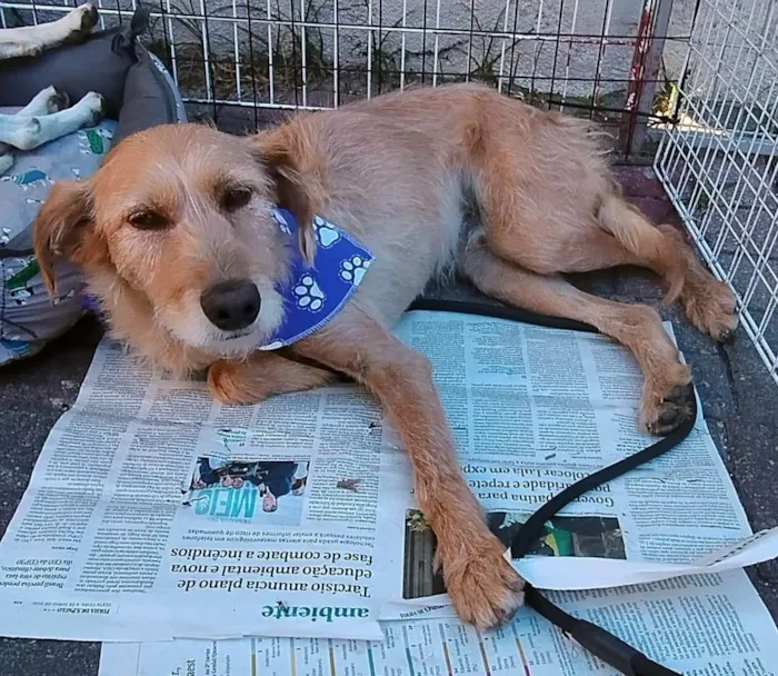 Cachorro ra a SRD-ViraLata idade 2 anos nome Magnus